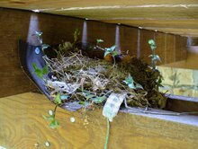 Clay Colored Robin Nest